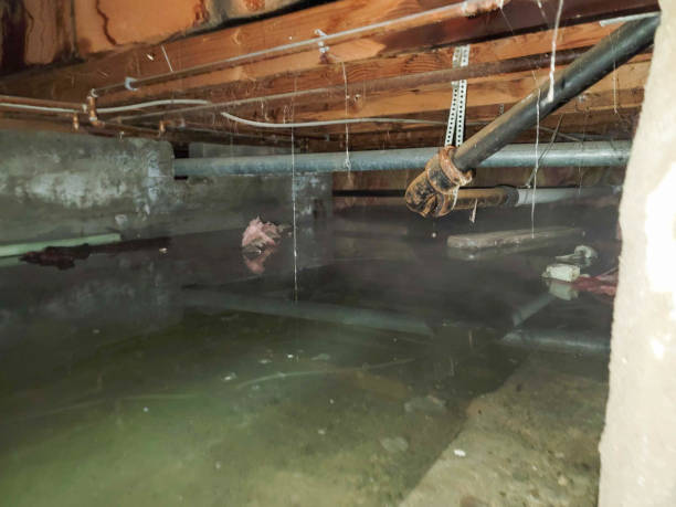 Best Water damage cleanup near me  in Lame Deer, MT